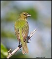 _2SB2315 immature painted bunting